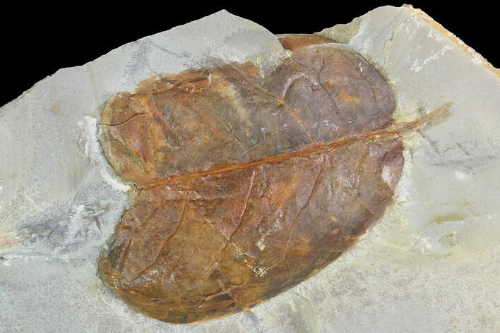 Detailed Fossil Leaf (Unidentified) - Montana #99428